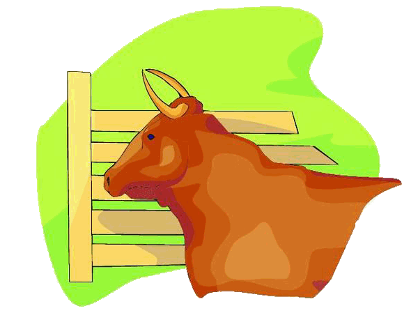 Beef picture of a bull