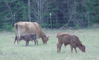 Jersey Cross and her new born bull calf along with another calf about a month older.