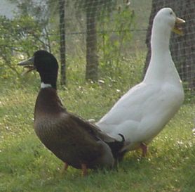 A duck and goose standing back to back.