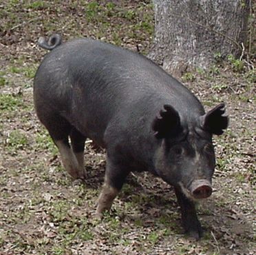 A Berkshire Sow
